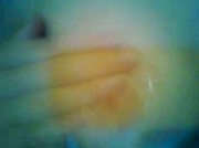 Amateur Video of _Latuabiondina_